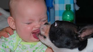 Dogs Kissing Babies Compilation - 1080p - 2018