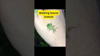 Walking leaves insects #didyouknow #interestingfacts #facts #shorts