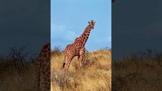 Giraffe sound                                            #animals #sound #effect #foryou #viral