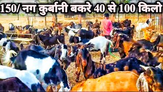 150/ नग कुर्बानी बकरे 40 से 100 किलो !! Sirohi gujari ajmera breed #goatfarmrajasthan #goats