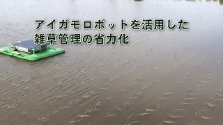 アイガモロボットを活用した雑草管理の省力化