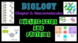 Macromolecules - Nucleic Acids & Proteins