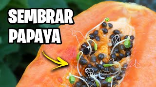 COMO SEMBRAR PAPAYA! Trucos y Consejos para su Cultivo | La Huerta de Ivan