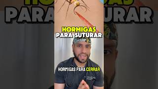 Hormigas hacen SUTURA🐜🔪