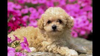 Bichpoo Puppies for Sale