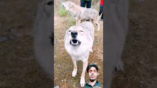 Khatarnak भेड़िये की आवाज़ | wolf Sound 😲| #shorts #wolf #animalssounds