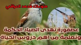 العصفوره تهدي الصياد ثلاث حكم وتعلمه دروس الحياة