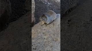 Close encounter with a rock squirrel at the Grand Canyon! #rocks quarrel #arizona #usa 🇺🇸🐿