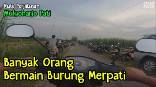 Banyak Orang Bermain Burung Merpati