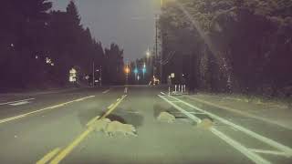 Close Call With Raccoons in Road