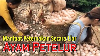 Ribuan Ayam Petelur di Peternakan Alam Liar