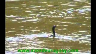 Phalacrocorax brasilianus - Biguá, bañándose