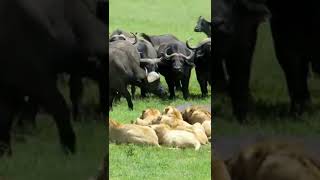 Herd of buffalo killed lion #shorts #buffalovslion