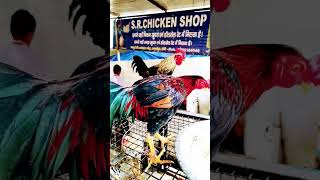 Chicken #youtubeshorts #shorts #short #shortsfeed