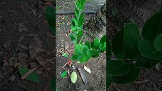 Pindah tanam lemon hasil cangkokan #garden #gardening #lemon #youtubeshorts #shorts #short #berkebun