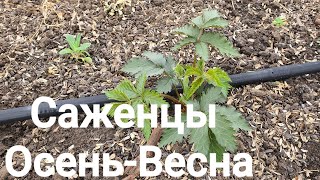 Осенняя и Весенняя посадка саженцев ежевики. Состояние молодых посадок. Хороший старт.