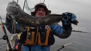 Lingcod Opener - Kayak Fishing Monterey - Caught Lingcod and California Gull