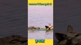 Hiran ne diya Magarmach ko chakhma #animals #wildanimals #shortsviral