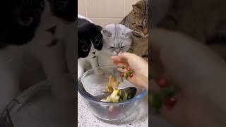 The cats were scared of the fish #cat #catcute #funny #catlover