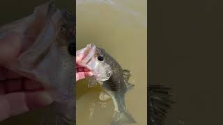 River Largemouth Bass release