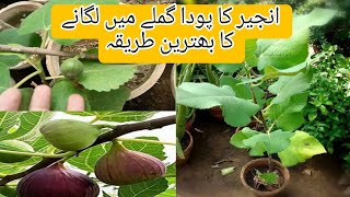 How To Grow Fig|Injeer Plant  lgane ka tarika|Injeer ko gamle men lgaen