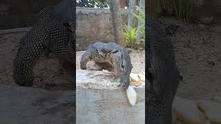 Kusu Island Singapore Southern Island 🏝️- 28 July 24 - Monitor Lizard eats fishcakes.