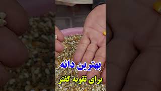 بهترین دانه برای تقویه کفتر /Afghan Shawqi