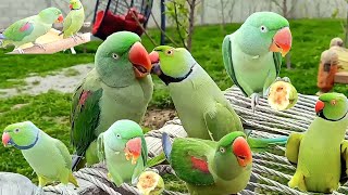 Talking And Dancing Parrots Videos Compilation