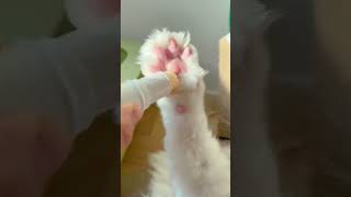 Foot care#goodting #brush #fyp #cats #petcat #short