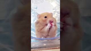 Hamster stuffs paprika in his cheek 😯😍