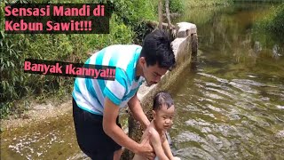 Mandi di Aliran Kolam Ikan dalam Kebun Sawit | Menyenangkan Hati Anak