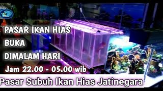 UPDATE HARGA IKAN CUPANG || pasar jatinegara