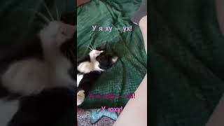 Играю с котей!