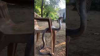 Cobra snake sounds and rescue #chhattisgarh #cobra king cobra #sagar_sahu_0 #shortsfeed #shorts