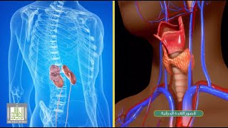 47 سرطان الدم الليمفاوي المزمن CLL