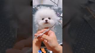 Trimming #shorts#amazing puppy