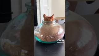 Cat fits in bowl @pjordan922