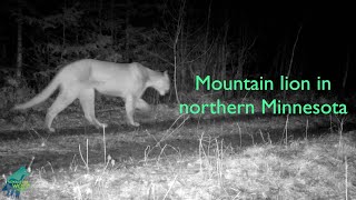 A mountain lion in northern Minnesota