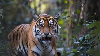 The Mighty Tiger in the Wild: Apex Predator Documentary