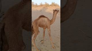 The baby camel is being turned #shortsfeed #جمال #youtubeshorts #camel #virelshorts