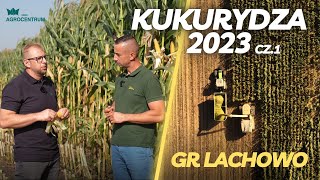 Kukurydza Lachowo 2023