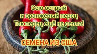 Посев острого перца Табаско и Fresno! Так перец ещё не сеяла (такого нет в магазине)! СЕМЕНА из США!