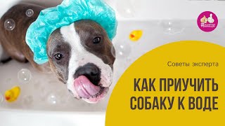 5 важных ответов про боязнь собак воды.