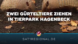 Zwei Gürteltiere sind die neue Attraktion im Tierpark Hagenbeck