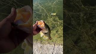 Increíble pesca de orilla en esta compuerta