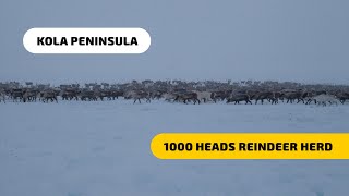 One Thousand Heads Reindeer Herd - Arctic Life in Kola Peninsula