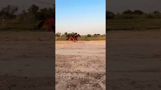 Tent pegging training #horse #horseridding #equestrian