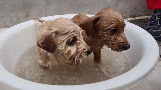 Cute puppies enjoy a bath after  travel from the province.