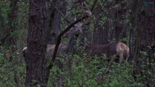 Jelenie (łanie) w zaroślach | deers (female) in thickets | лань в кустах