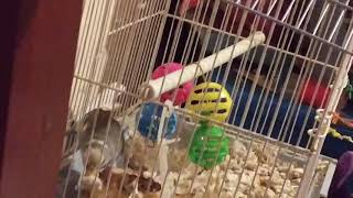 Broken Budgie exe